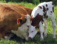 Cow-breeding