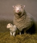 Sheep-breeding