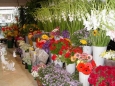Flower shops