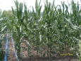 drip irrigation on corn