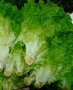 Lettuce | Lactuca savita