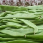 Bean | Phaseolus vulgaris