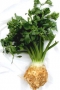 Celery | Apium graveolens