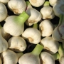 Garlic | Allium sativum