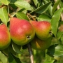 Pear | Pirus communis