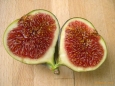 Fig | Ficus carica