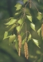 Birch | Betula
