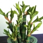 Бамбук на щастието (Драцена сандериана)