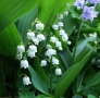 Lily-of-the-valley | Convallaria