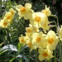Daffodil | Narcissus