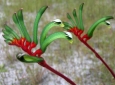 Кенгурово цвете