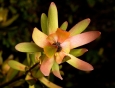 Leucadendron