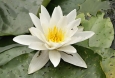 Европейска бяла водна лилия Nymphaea Alba
