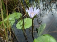 Nymphaea Hardy water lilies