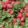 Radish/Raphanus sativus var. minor