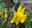 Narcissus/Daffodil