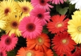 Growers of Gerbera & Carnations - cut flowers food