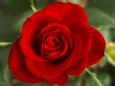 Rose growers - cut flowers food