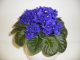 Cultivation of potplants