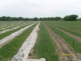 sprinkling system ZX