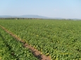 great harvest irrigated with tape AQUATRAXX
