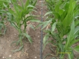 aquatraxx tape on corn drip irrigation
