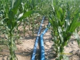 Layflat is perfect for drip irrigation of corn