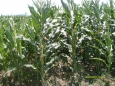 Drip irrigation on silage corn
