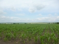 Системата за капково напояване на царевица е проектирана да осигурява оптимално напояване на селскостопанските площи 