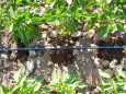 drip irrigation on pepper