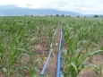 Drip irrigation on corn with Aquatraxx tape