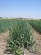 Drip irrigation with drip tape AQUATRAXX - 23,3 ha vegetables