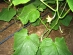 Cucumbers drip irrigation with drip tape Aqua-TraXX