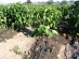 Pepper drip irrigation with drip tape Aqua-TraXX and fertilisation system DOSATRON