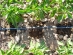 Pepper drip irrigation - 150ha with drip tape AQUATRAXX