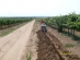 Drip irrigation on 284 ha vineyard with compensating drip tape DRIP-IN PC