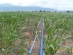 Drip irrigation on corn in Bulgaria, Karlovo