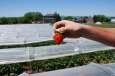 Strawberries in low tunnels