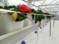 Отглеждане на ягоди: Професонални решения на Аквамат 2000