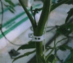 Tomato clip