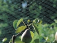 Anti-birds net Biobirds