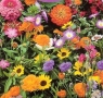 Flower seeds