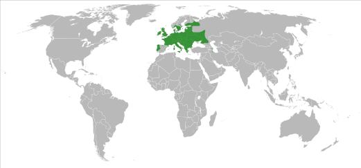 range of water lily Alba