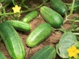 Cucumbers