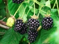 Blackberry