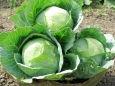 Cabbage