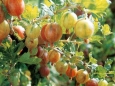 Ribes Uva-Crispa