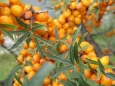 Hippophae