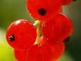 Red currant