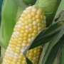 Sweet corn